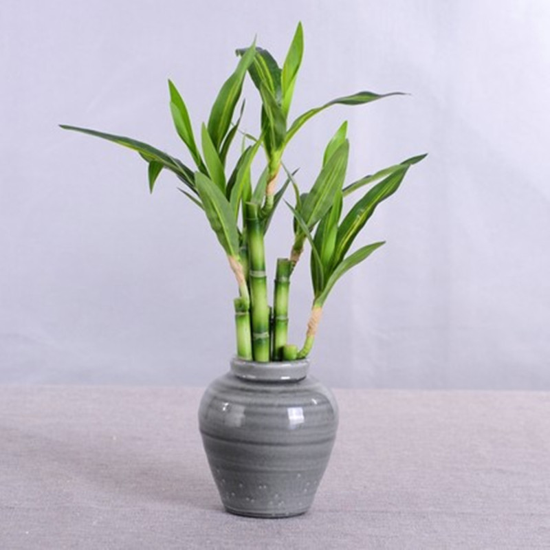 New 40cm rFtificial Lucky Bamb - Outdoor Furniture Green のレビューと価格